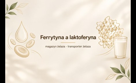 Ferrytyna a laktoferyna – czym się różnią i co mówią o żelazie? Ferrytyna a laktoferyna – czym się różnią i co mówią o żelazie?